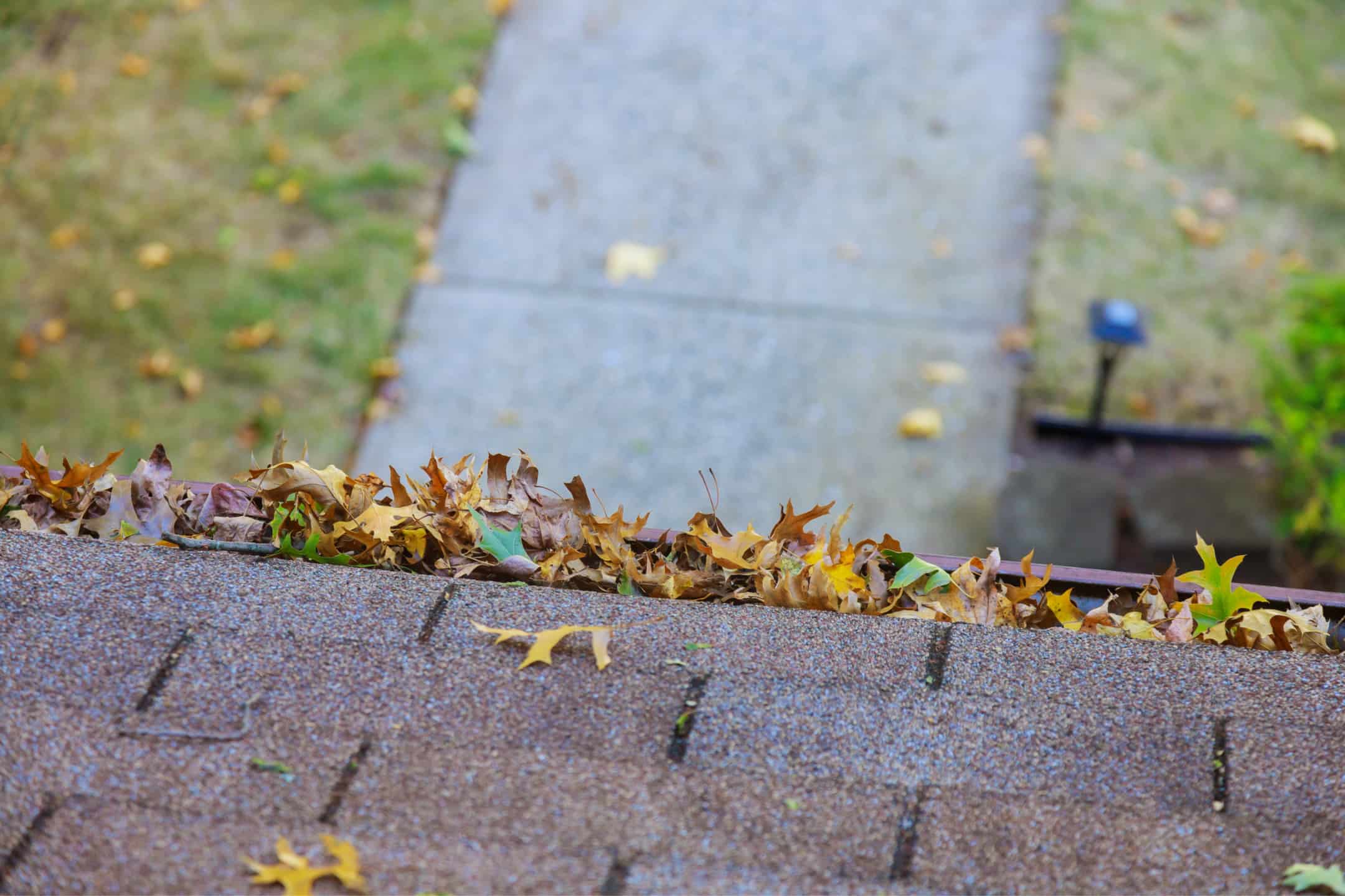 Tree Leaves: A Four-States Homeowner's Guide to Clogged Gutters